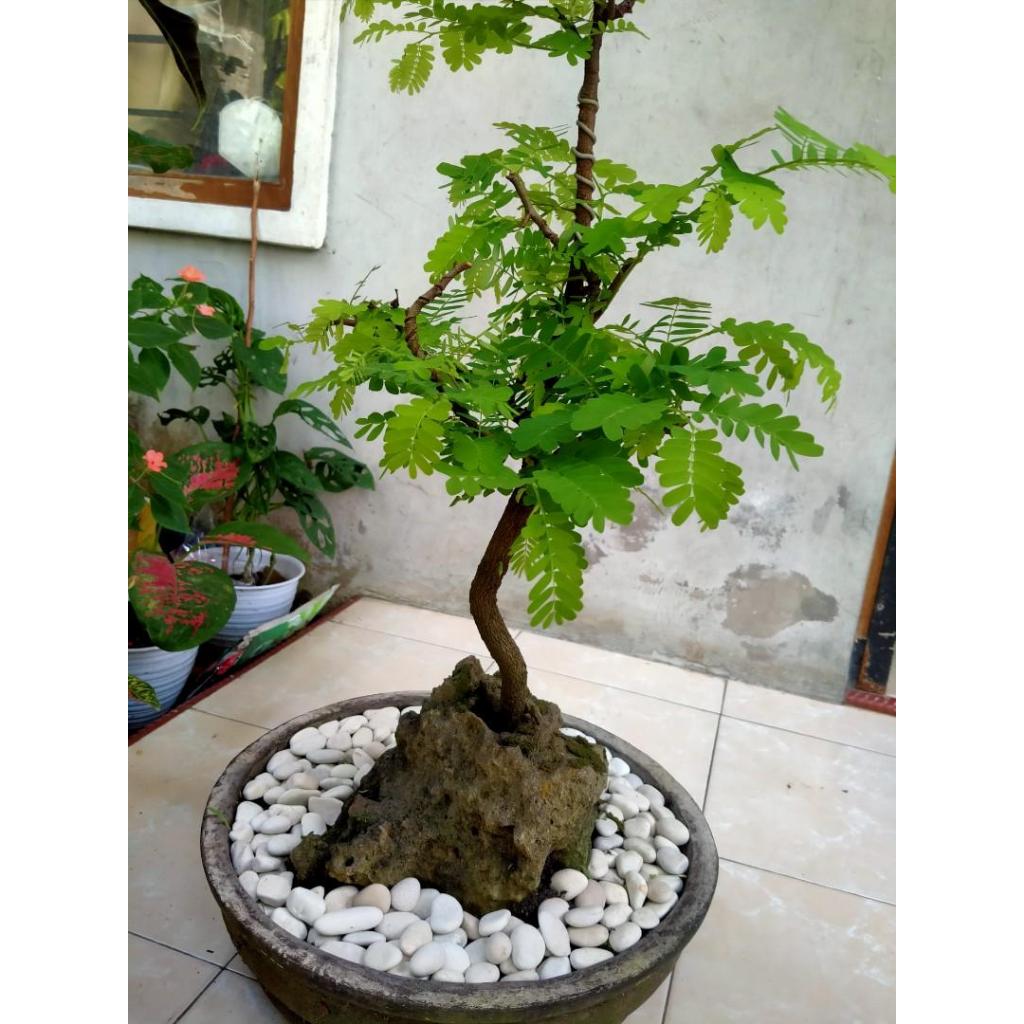 Bibit Bonsai Asem Jawa 001