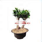 Pot Tanaman Hias Bunga Bonsai Bulat Plastik Hitam   37cm