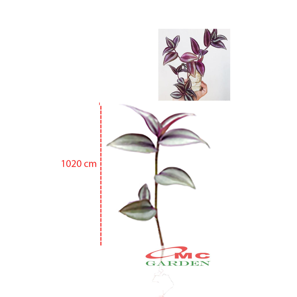 Tradescantia Zebrina Zabrina Hijau Ungu Pink Plant Zebrakraut  Rumput Belang Tanaman Hias Gantung Stek Batang 1020cm