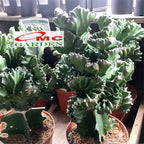 Tanaman Hias Kaktus Euphorbia Lactea Sukulen Karang Cristata 0510