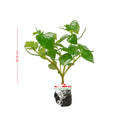 Bibit Daun Sirih Cina /Tanaman Ketumpang Air 1015