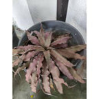 Tanaman Hias Cripthantus/nanas kerang/kaktus dan sukulen 0510