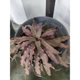 Tanaman Hias Cripthantus/nanas kerang/kaktus dan sukulen 0510