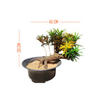 Bonsai Mame  Puring Croton Kroton Cabai  Tanaman Hias Cabe Teri PR-Cabe