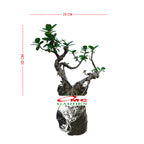 Tanaman Hias Pohon Bonsai Mame Beringin Korea Mini Dolar B-BK-024