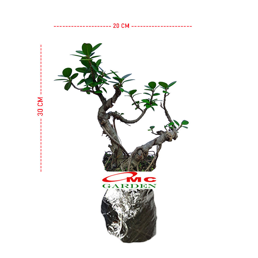 Tanaman Hias Pohon Bonsai Mame Beringin Korea Mini Dolar B-BK-024