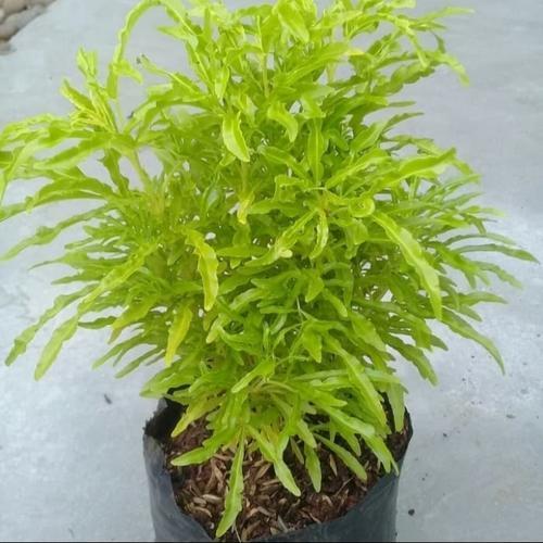 Tanaman Hias Pohon Brokoli Kuning 1020