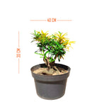 Bonsai Mame  Puring Croton Kroton Cabai  Tanaman Hias Cabe Teri PR-Cabe
