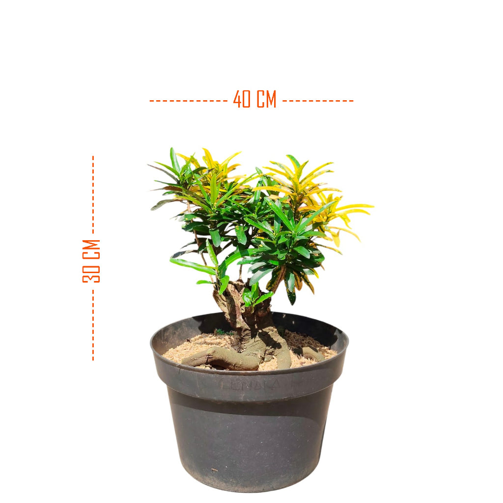 Bonsai Mame  Puring Croton Kroton Cabai  Tanaman Hias Cabe Teri PR-Cabe