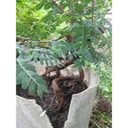 Bibit Bonsai Asem Jawa 001