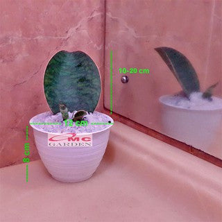 Lidah Mertua Sansevieria Sansivera Sansiviera Sensiviera Masoniana Giant Centong Jumbo  10-15 CM
