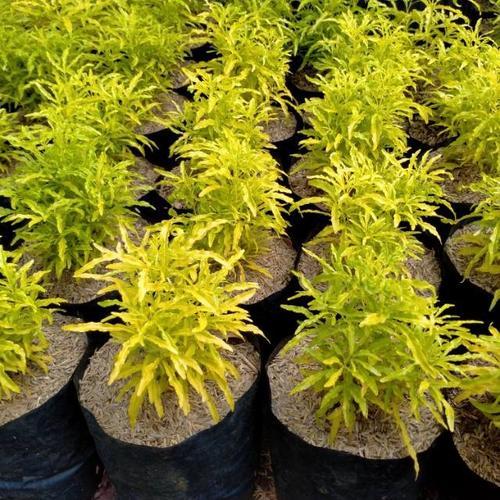 Tanaman Hias Pohon Brokoli Kuning 1020