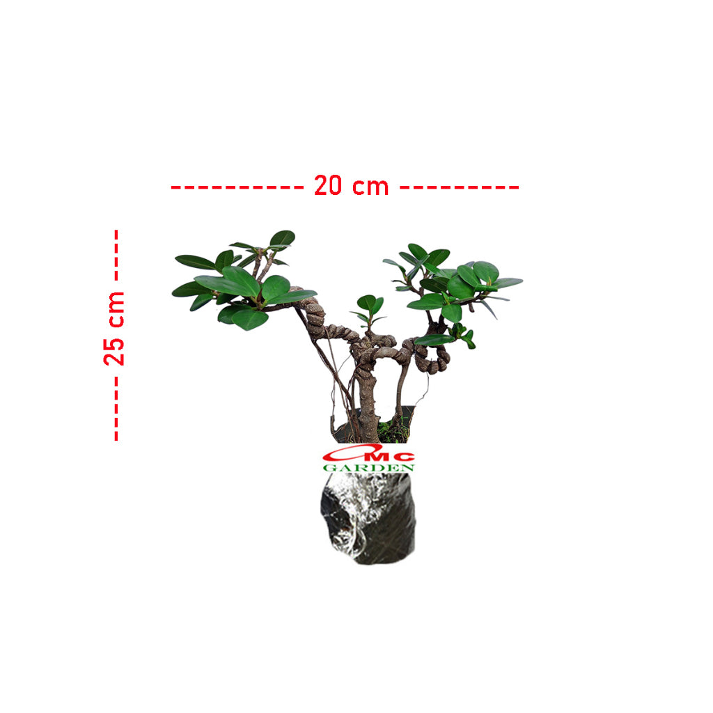 Tanaman Hias Pohon Bonsai Mame Beringin Korea Mini Dolar B-BK-024