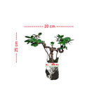 Tanaman Hias Pohon Bonsai Mame Beringin Korea Mini Dolar B-BK-024