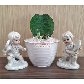Lidah Mertua Sansevieria Sansivera Sansiviera Sensiviera Masoniana Giant Centong Jumbo  10-15 CM