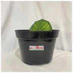 Pot Tanaman Hias Bunga Bonsai Hitam Plastik Jumbo 30cm