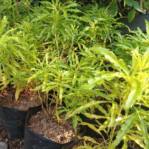Tanaman Hias Pohon Brokoli Kuning 1020