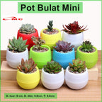 Pot Bulat Mini Self Watering Pot Bunga Warna Warni Pot Plastik Tanaman Hias Pot Bola Telur Sukulen Sekulen Kaktus Katus Vas Bunga Shabby Vintage Dekor