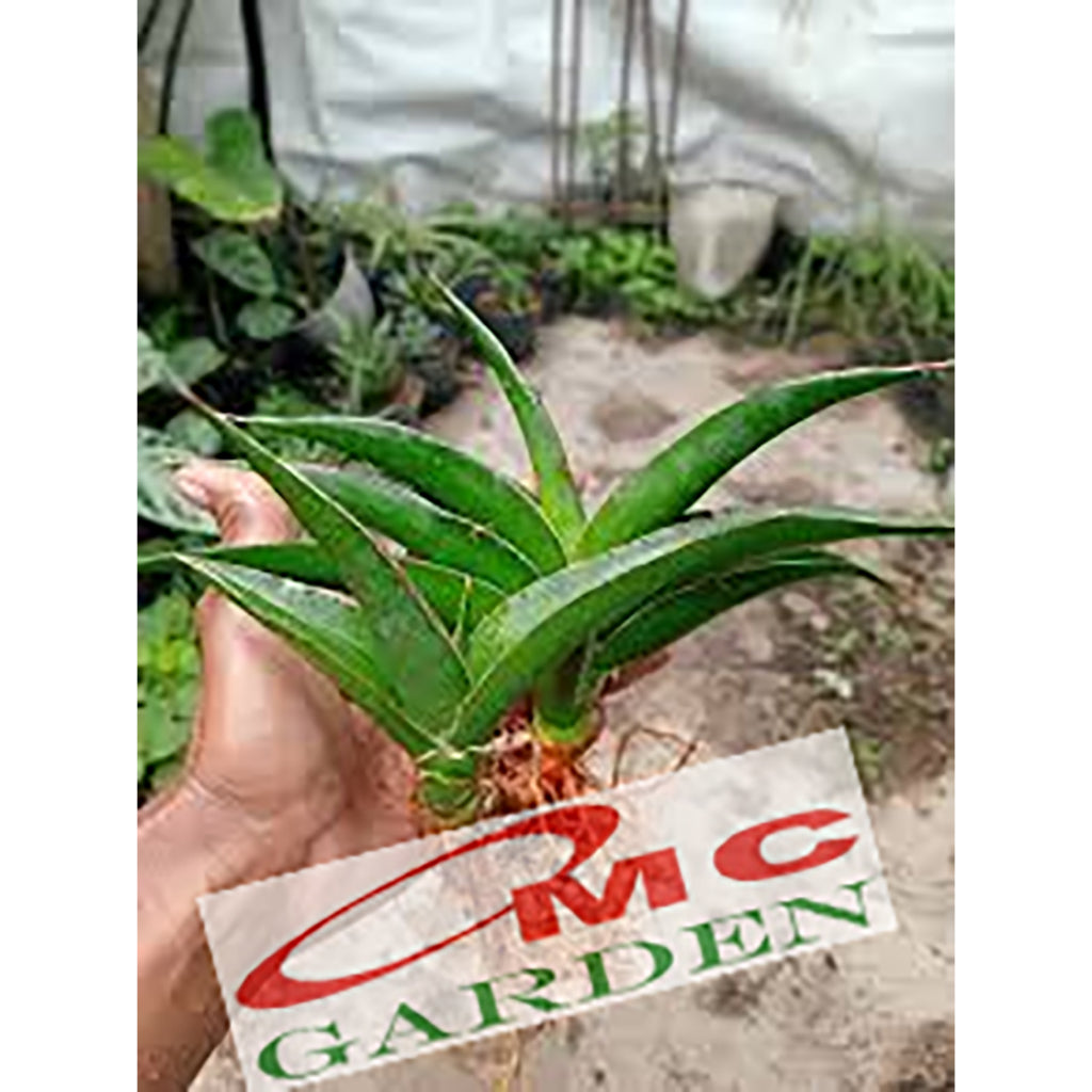 Lidah Mertua Sansevieria Trifasciata Siam Green 1020