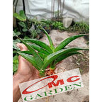Lidah Mertua Sansevieria Trifasciata Siam Green 1020