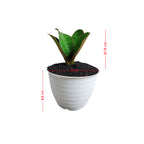 Lidah Mertua Sansevieria Sansivera Sansiviera Sensiviera Masoniana Giant Centong Jumbo  10-15 CM