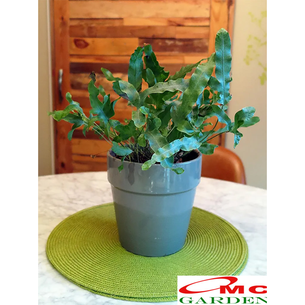 Tanaman Hias Pakis Pacis  Bintang Biru Phlebodium Aureum Mandaianum
