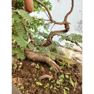 Bibit Bonsai Asem Jawa 001