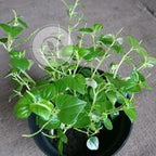 Bibit Daun Sirih Cina /Tanaman Ketumpang Air 1015