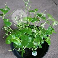 Bibit Daun Sirih Cina /Tanaman Ketumpang Air 1015