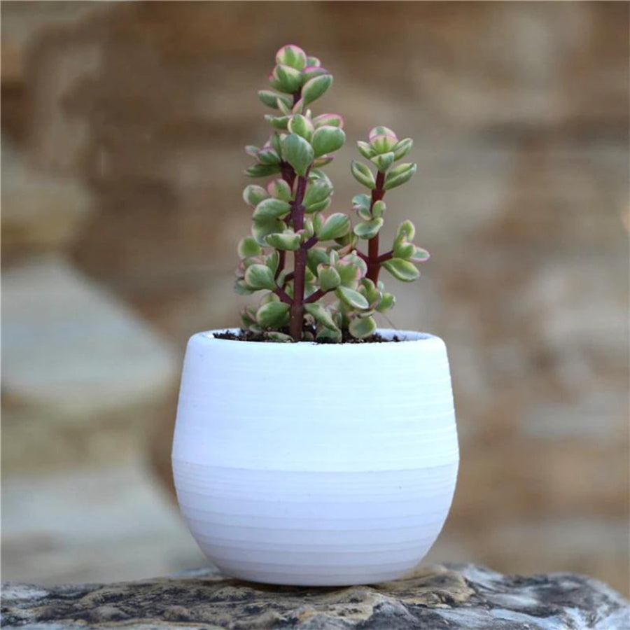 Pot Bulat Mini Self Watering Pot Bunga Warna Warni Pot Plastik Tanaman Hias Pot Bola Telur Sukulen Sekulen Kaktus Katus Vas Bunga Shabby Vintage Dekor