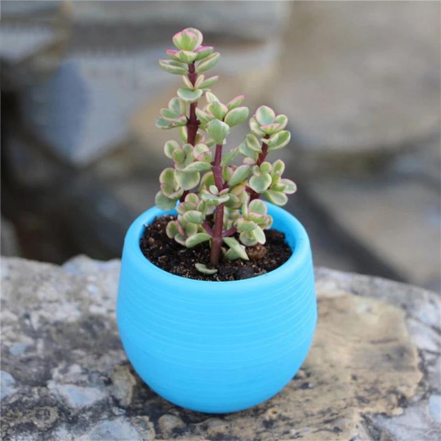 Pot Bulat Mini Self Watering Pot Bunga Warna Warni Pot Plastik Tanaman Hias Pot Bola Telur Sukulen Sekulen Kaktus Katus Vas Bunga Shabby Vintage Dekor