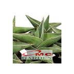 Lidah Mertua Sansevieria Trifasciata Siam Green 1020