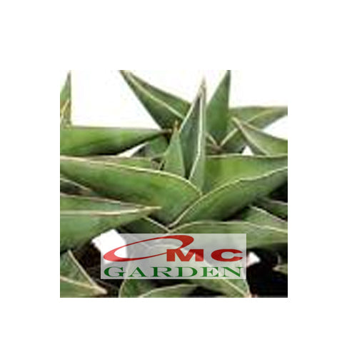 Lidah Mertua Sansevieria Trifasciata Siam Green 1020