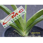 Lidah Mertua Sansevieria Trifasciata Siam Green 1020