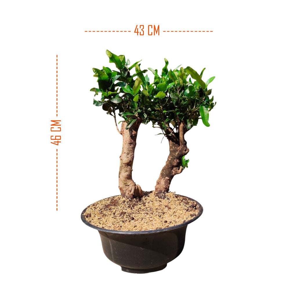 Bonsai Mame  Puring Croton Kroton Cabai  Tanaman Hias Cabe Teri PR-Cabe