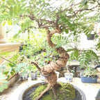 Bibit Bonsai Asem Jawa 001