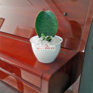 Lidah Mertua Sansevieria Sansivera Sansiviera Sensiviera Masoniana Giant Centong Jumbo  10-15 CM