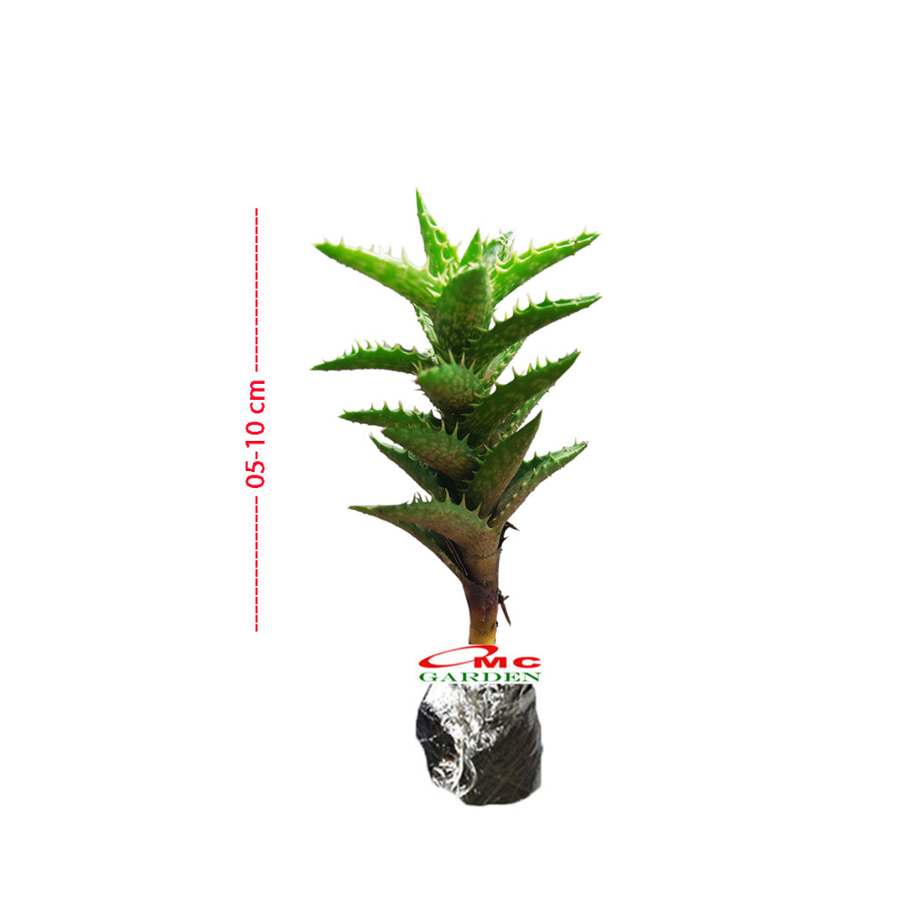 Tanaman hias kaktus mini lidah buaya - Kaktus lidah buaya mini 0510