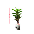 Tanaman hias kaktus mini lidah buaya - Kaktus lidah buaya mini 0510