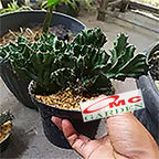 Tanaman Hias Kaktus Euphorbia Lactea Sukulen Karang Cristata 0510