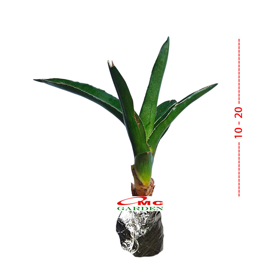 Lidah Mertua Sansevieria Trifasciata Siam Green 1020