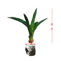 Lidah Mertua Sansevieria Trifasciata Siam Green 1020