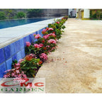 Tanaman Hias Soka Mini Asoka Jepang Ixora Orange Jambon SM0-3040