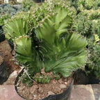 Euphorbia Lactea Hijau Kaktus Sukulen Cristata 0510