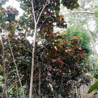 Tanaman Hias Bibit Bahan Bonsai Waru Merah Pohon Waru Merah Super Red 1020