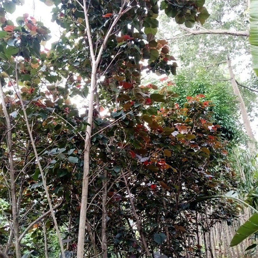 Tanaman Hias Bibit Bahan Bonsai Waru Merah Pohon Waru Merah Super Red 1020