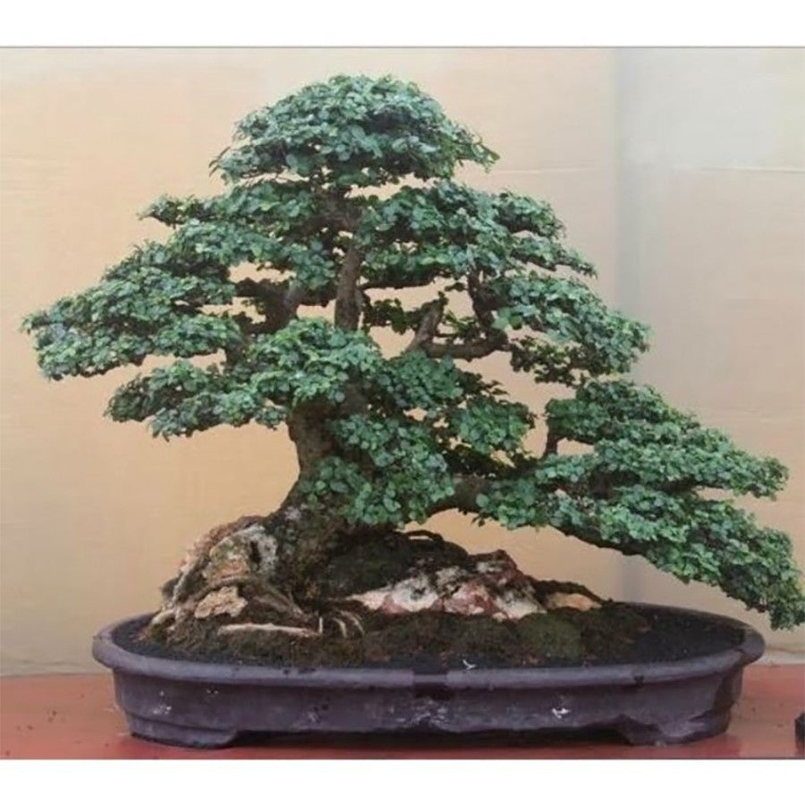 Tanaman Bibit Ulmus Micro Bahan Bonsain Ulmus Mikro Elm Cina 2030