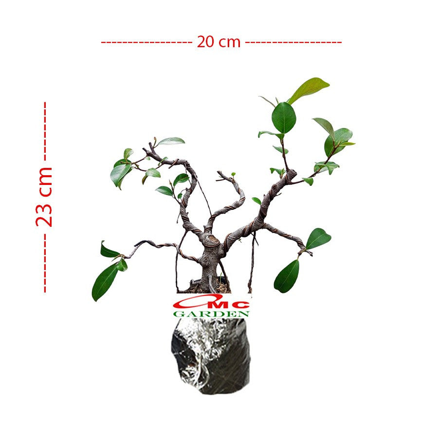 Bonsai Beringin Lokal Local Iprik Kimeng Ficus Microcarpa B-BR-005
