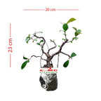 Bonsai Beringin Lokal Local Iprik Kimeng Ficus Microcarpa B-BR-005