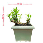 Tanaman Bonsae Bonsai Zig Zag Zigzag Plant Patah Tulang Euphorbia B-ZZ-J1-001
